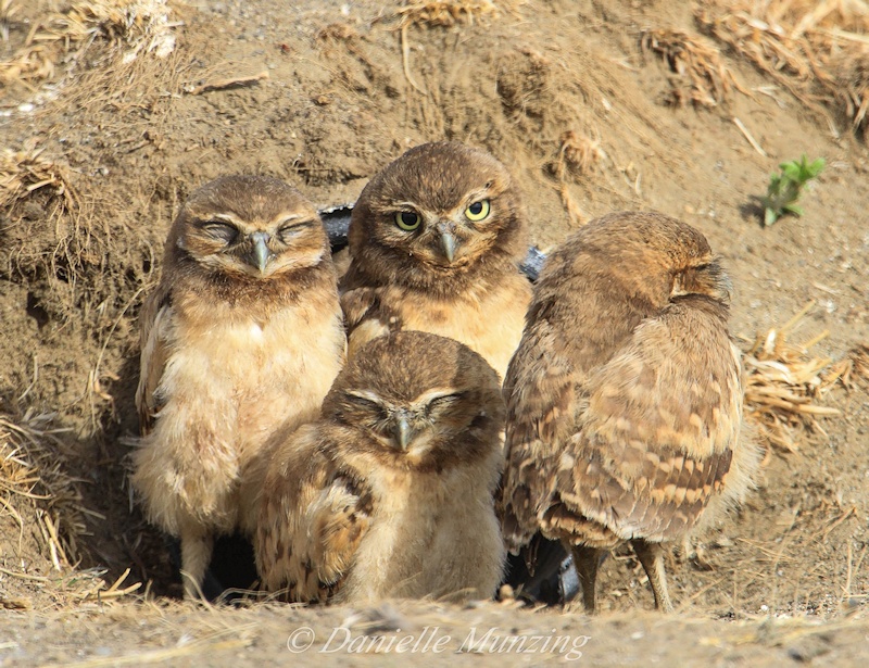 Four young Burrowing Owls standing together near a burrow by Danielle Munzing