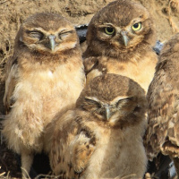 Burrowing Owl