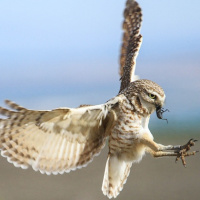 Burrowing Owl