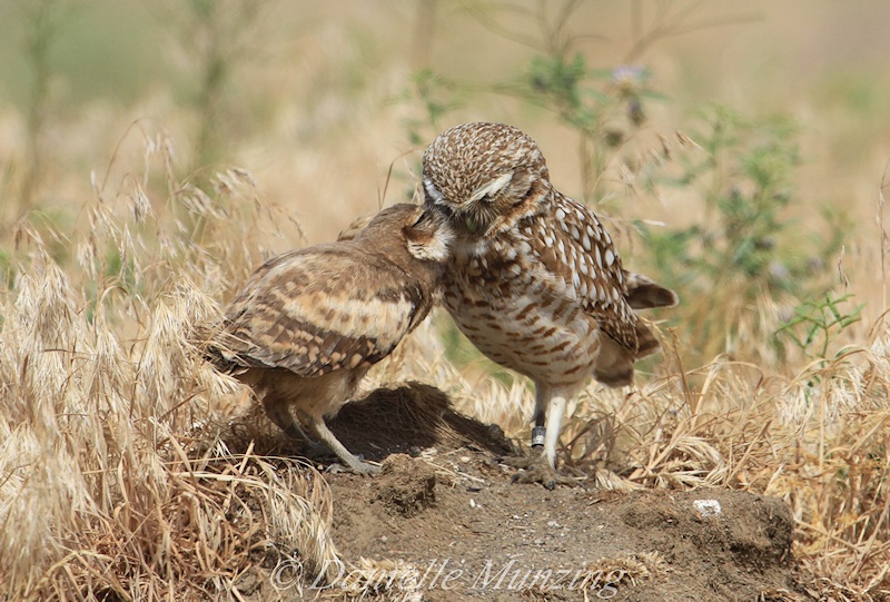 Adult and young Burrowing Owls touching their faces together by Danielle Munzing
