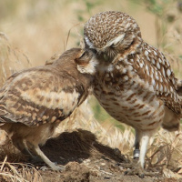 Burrowing Owl