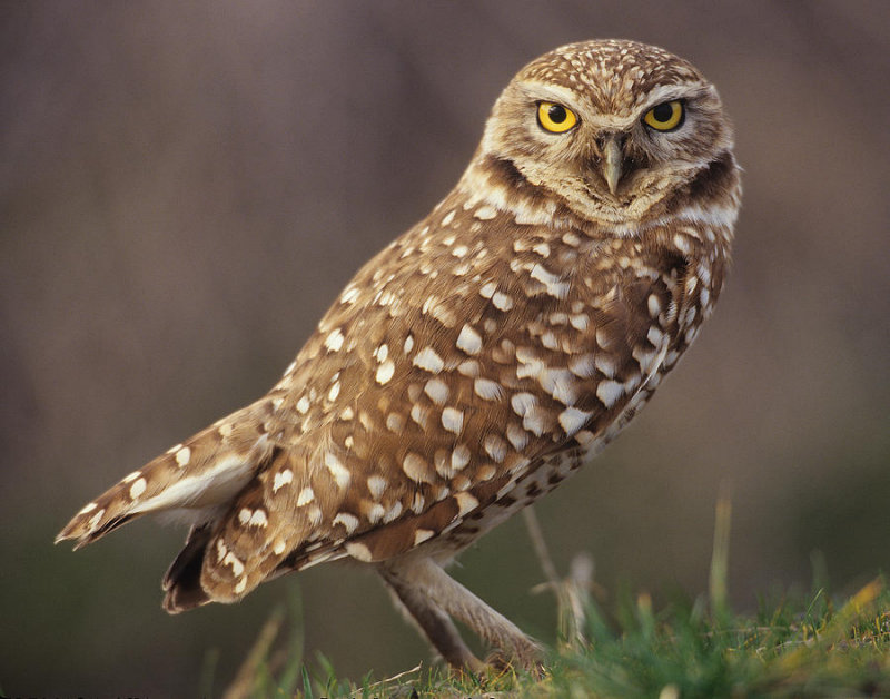 Close up side view of a Burrowing Owl looking at us by Don Baccus