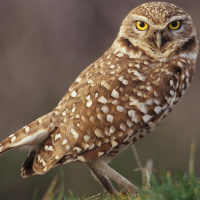 Burrowing Owl