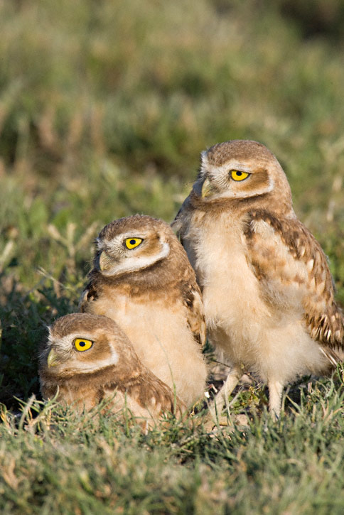 Three young Burrowing Owls on grassy ground looking in the same direction by Greg Lasley