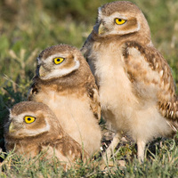 Burrowing Owl