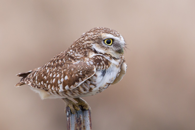 Close side view of a Burrowing Owl perched on a metal fence post by Greg Lasley