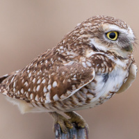 Burrowing Owl