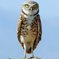 Burrowing Owl