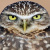 Burrowing Owl