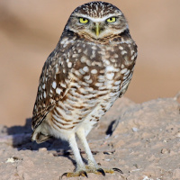 Burrowing Owl
