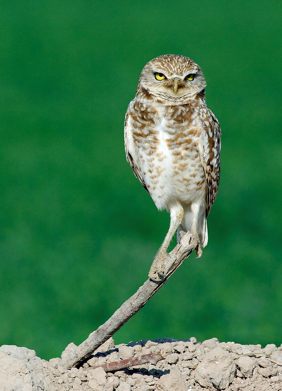 Burrowing Owl perched on a twig protruding from the ground by Jeff Cartier