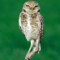 Burrowing Owl