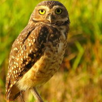 Burrowing Owl