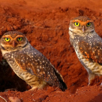 Burrowing Owl