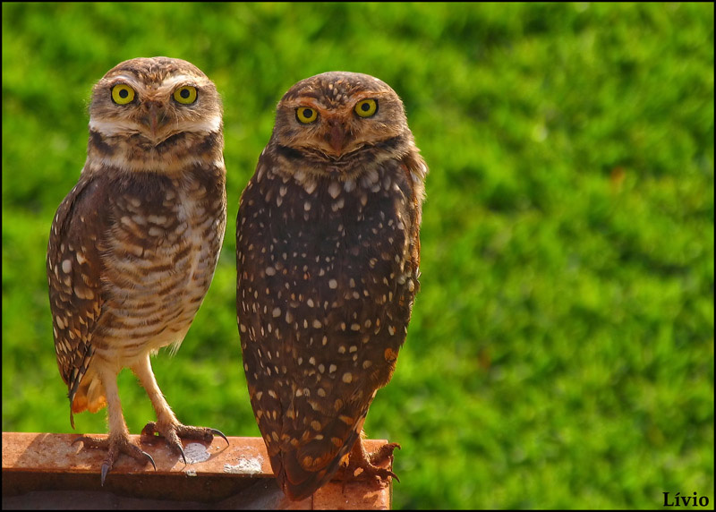 Two Burrowing Owl standing together on a metal frame by Lívio Soares
