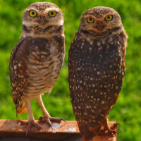 Burrowing Owl