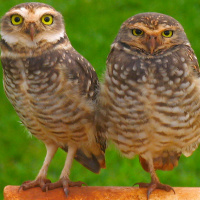 Burrowing Owl