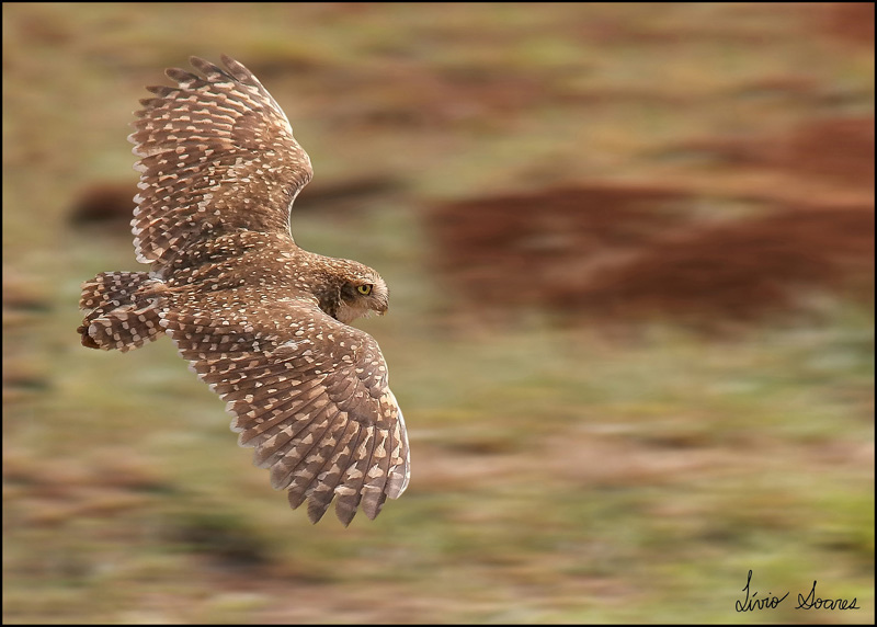 Side view of a Burrowing Owl in flight with wings spread by Lívio Soares