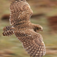 Burrowing Owl