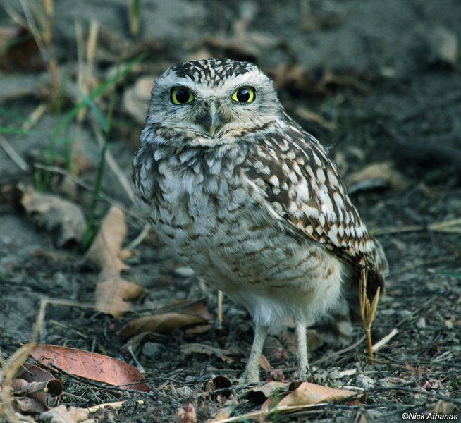 Burrowing Owl standing on the ground looking at us by Nick Athanas