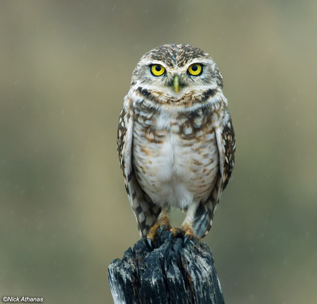 Front view of a Burrowing Owl perched on a fence post by Nick Athanas