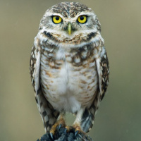 Burrowing Owl