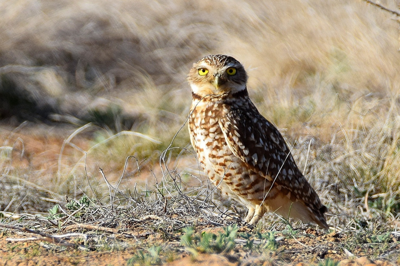 Burrowing Owl standing on the ground looking at us by Sean Kite