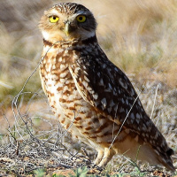 Burrowing Owl