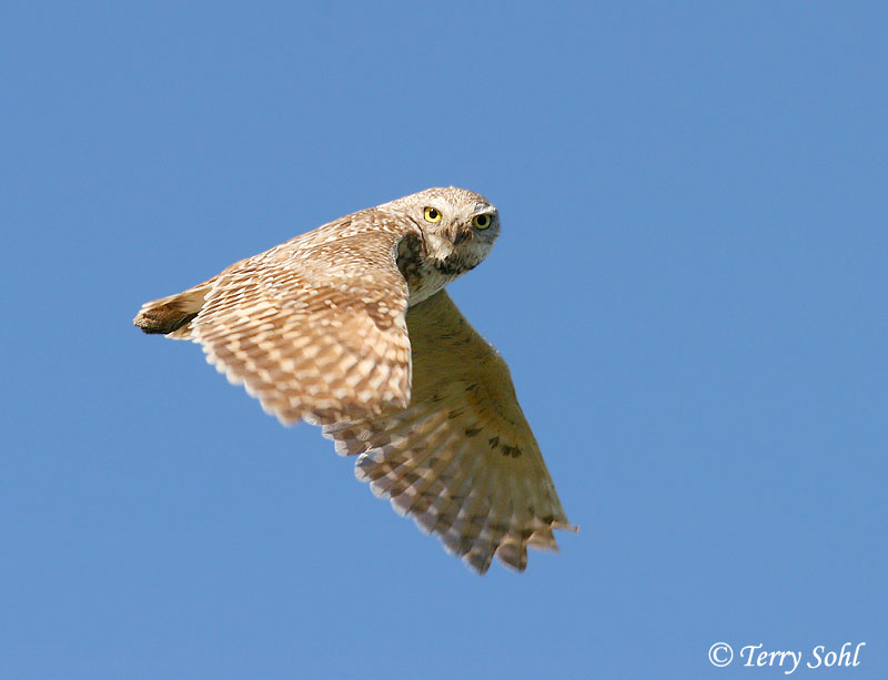 Burrowing Owl looking at us while flying by Terry Sohl