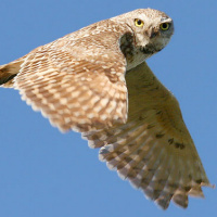 Burrowing Owl