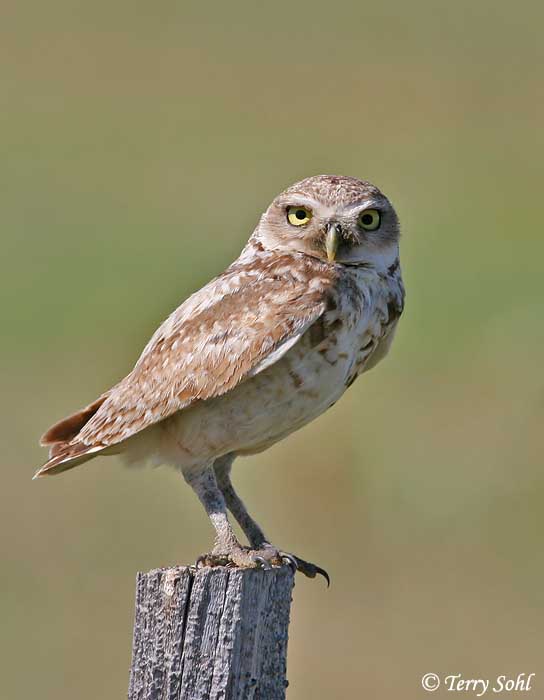 Burrowing Owl standing of a fence post looking at us by Terry Sohl