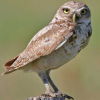 Burrowing Owl