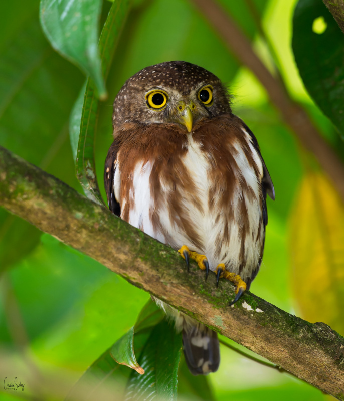 Central American Pygmy Owl perched on a branch under the tree canopy by Christian Sanchez