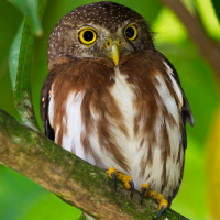 Central American Pygmy Owl