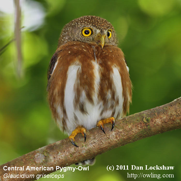 Portrait of a Central American Pygmy Owl perched on a branch by Dan Lockshaw