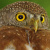 Central American Pygmy Owl