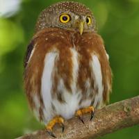 Central American Pygmy Owl