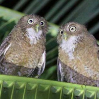 Camiguin Hawk Owl