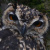 Cape Eagle Owl