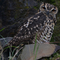 Cape Eagle Owl