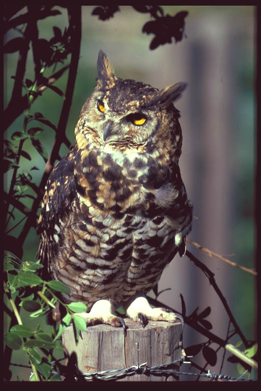 Cape Eagle Owl standing on a fence post by Claus König