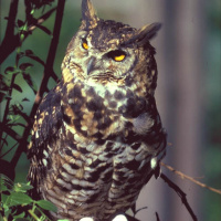 Cape Eagle Owl