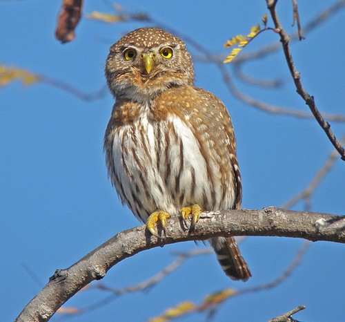 Baja Pygmy Owl perched high on a bent branch by Pete Morris