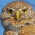 Baja Pygmy Owl