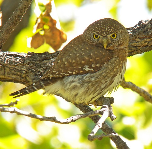 Side view of a Baja Pygmy Owl looking at us by Pete Morris