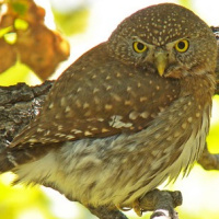 Baja Pygmy Owl