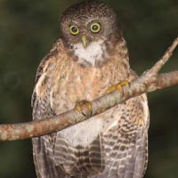 Cebu Hawk Owl