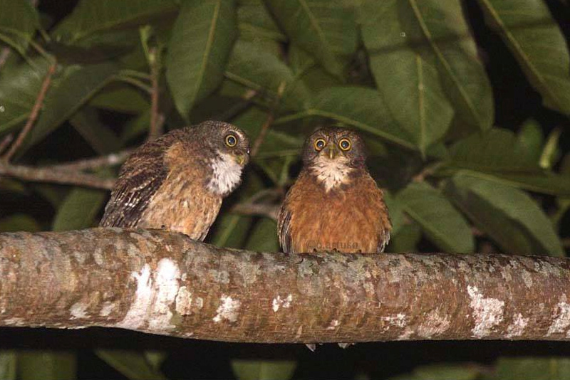 Two Cebu Hawk Owls vocalising together on a thick branch at night by Christian Artuso