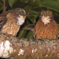 Cebu Hawk Owl