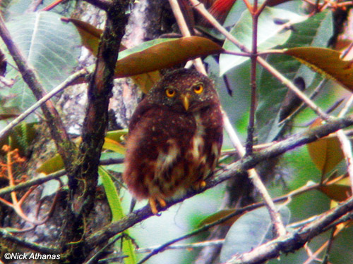 A tiny Cloud-forest Pygmy Owl perched on a twig under a leaf by Nick Athanas